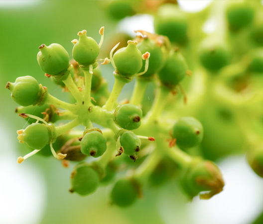 glasses farm | 長野県東御市、ここでしか作れない「ぶどう」をお届け。