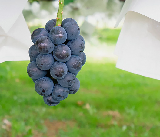 glasses farm | 長野県東御市、ここでしか作れない「ぶどう」をお届け。
